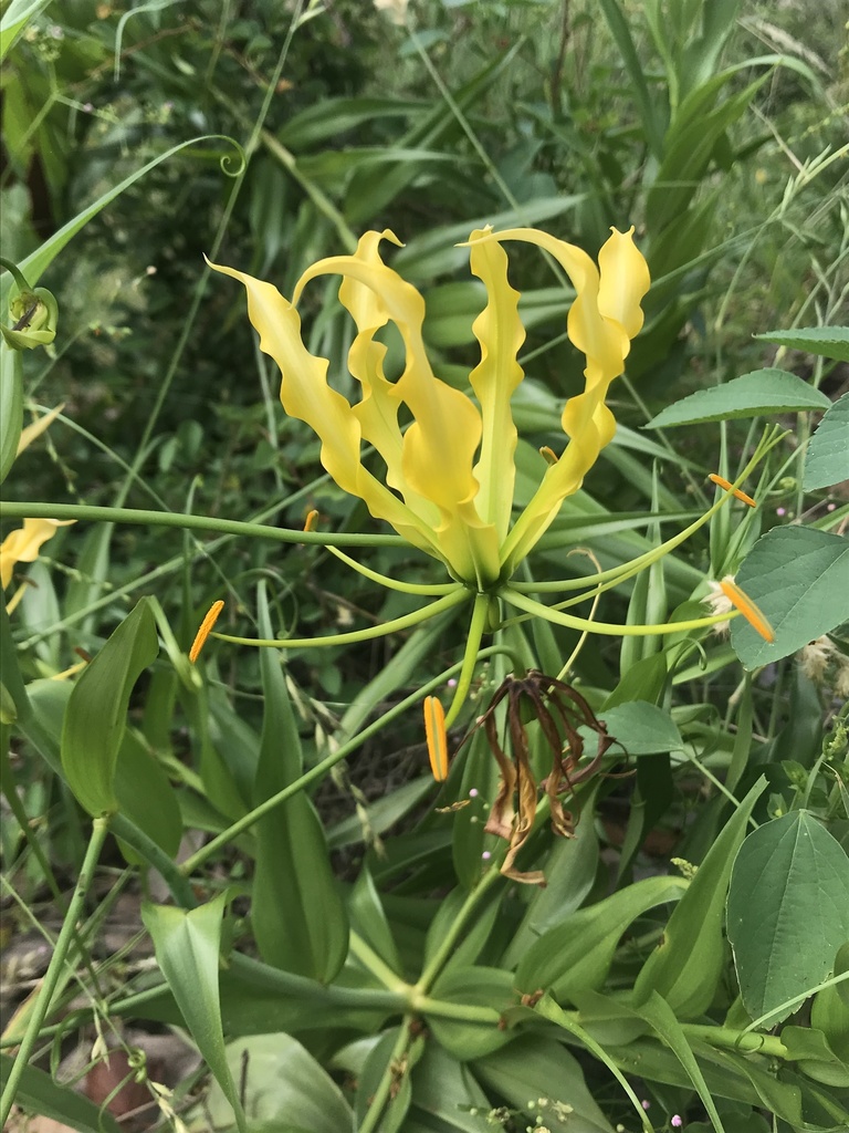 flame-lily-from-mp-za-on-january-16-2021-at-08-43-am-by-victoria