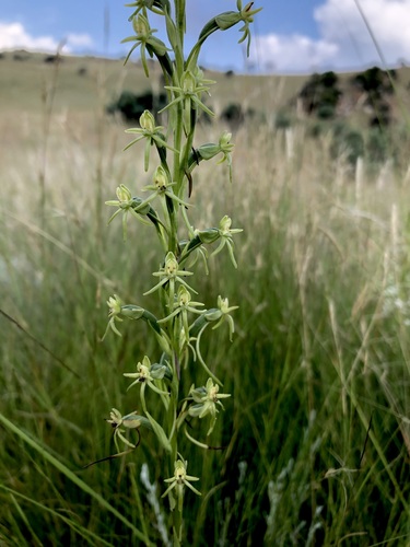 Hybrid Habenaria falcicornis caffra × filicornis · iNaturalist