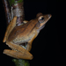 False Hourglass Tree Frog - Photo (c) Jithesh Pai, all rights reserved, uploaded by Jithesh Pai