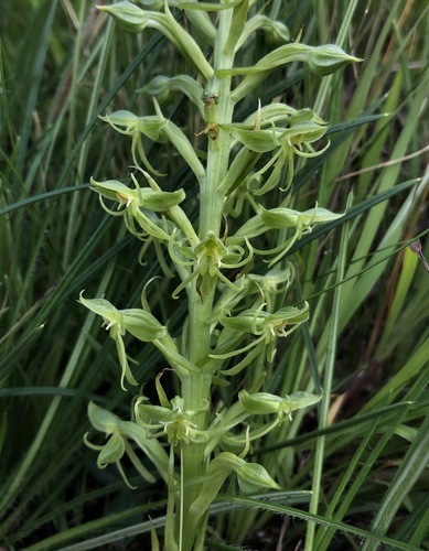 Habenaria tysonii