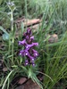 Wormwood Disa - Photo (c) Carel Fourie, all rights reserved, uploaded by Carel Fourie