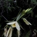Eulophia calanthoides - Photo (c) Carel Fourie, todos los derechos reservados, subido por Carel Fourie