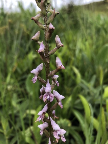 Disa aconitoides Sond.