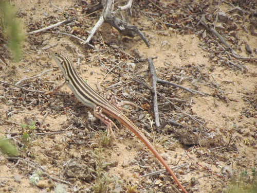 Bosc’s Fringe-toed lizard