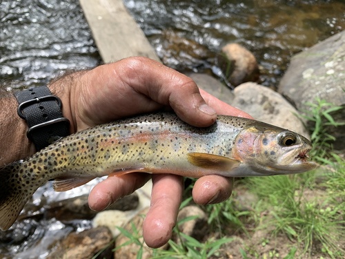 Rocky Mountain Cutbow