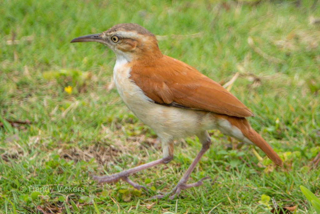 Pacific Hornero photo