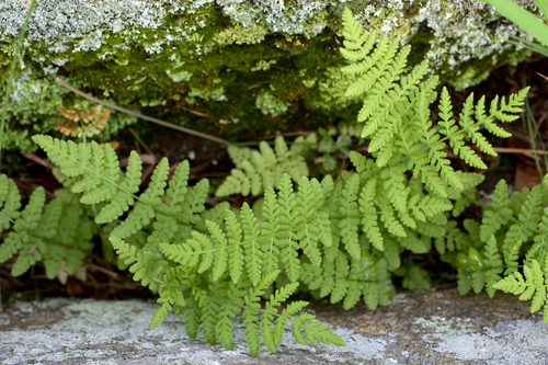 blunt woodsia