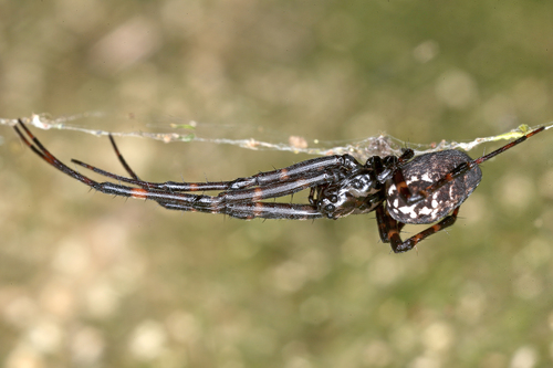 Spiders Of St Vincent · Inaturalist