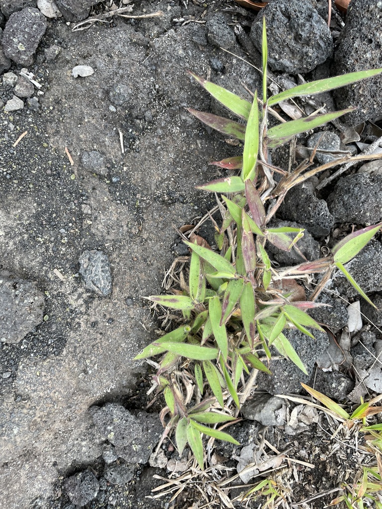 Molasses Grass from Kīlauea, HI, US on March 9, 2022 at 0452 PM by