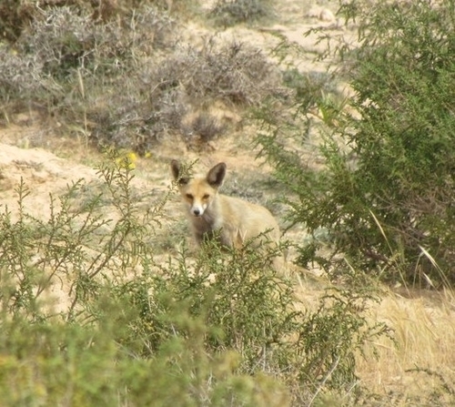 Maghreb Red Fox
