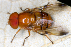 Image of Copestylum tympanitis