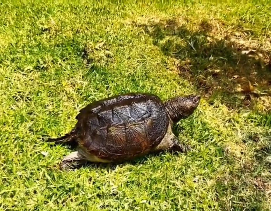 Central American Snapping Turtle In February 2022 By Guerrero Choapa   Large 