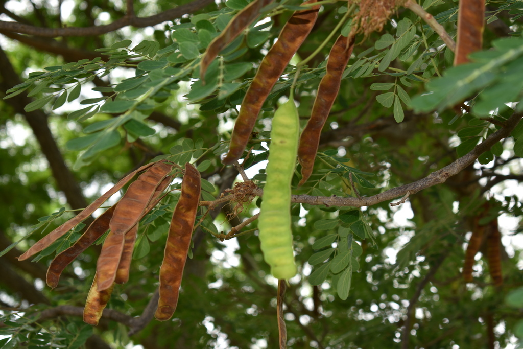 Pseudosamanea guachapele from Upar, Yaguara, Huila, Colombia on ...