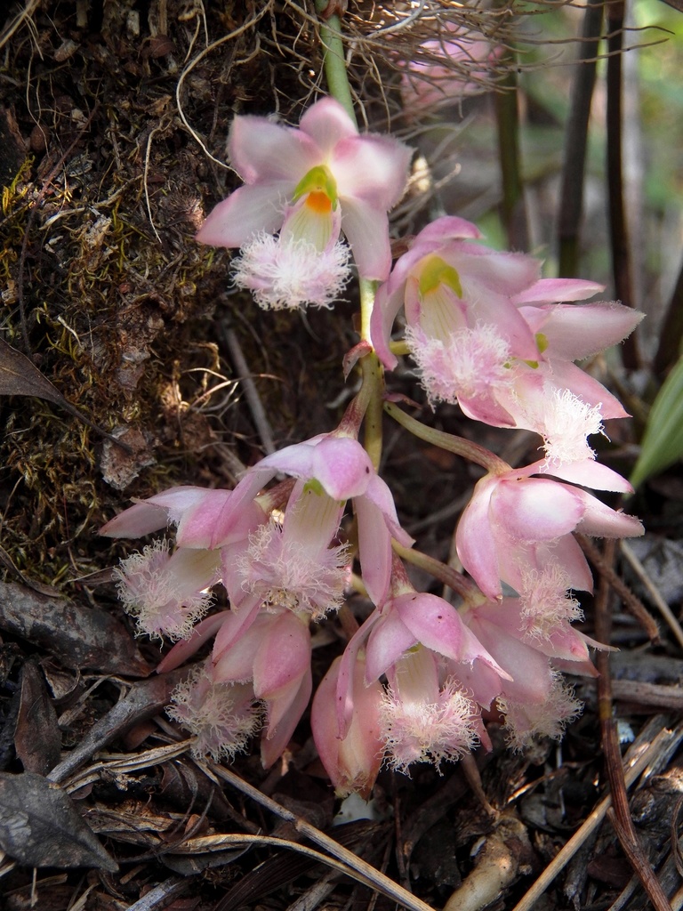 Genus Clowesia · iNaturalist
