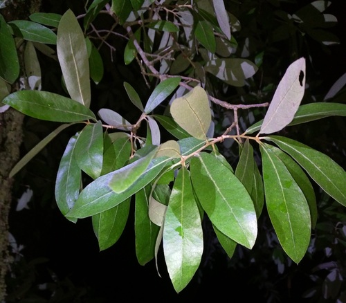 Bluejack Oak (Quercus incana) · iNaturalist