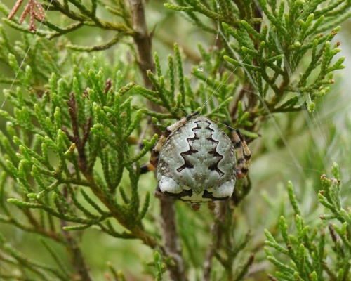 Giant Lichen Orbweaver