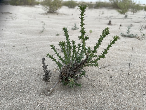 Cornulaca monacantha