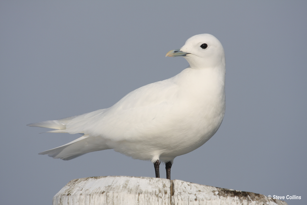 Ivory Gull (Pagophila eburnea) photo