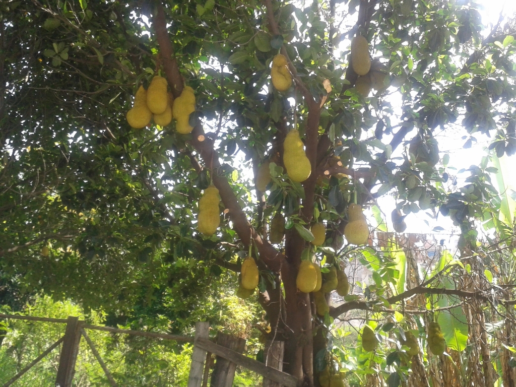 Jackfruit from Pedreira on November 11, 2015 at 09:52 AM by Osvaldo ...