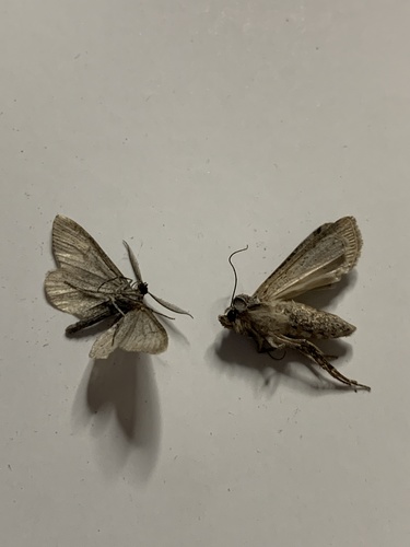 iNaturalist observation photo of Butterflies and Moths