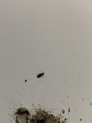 iNaturalist observation photo of Beetles