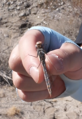 iNaturalist observation photo of Variegated Meadowhawk