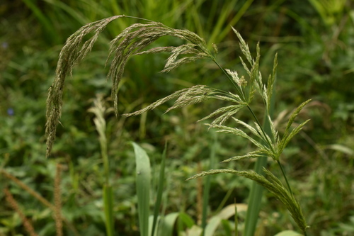 Chaetium bromoides