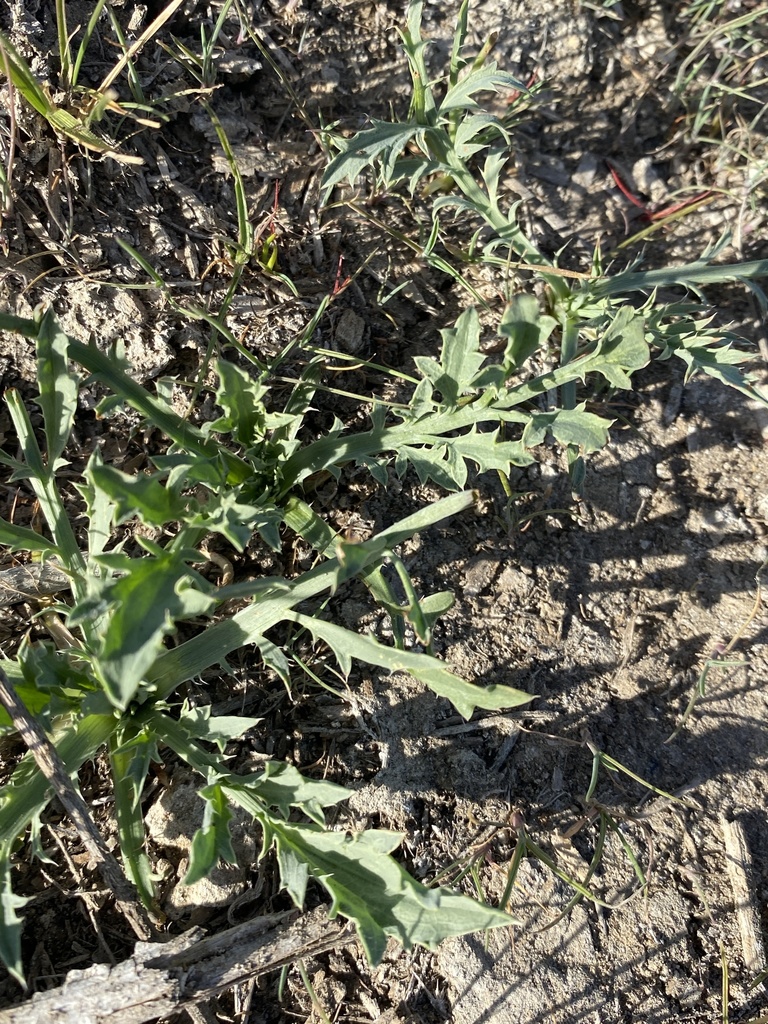 Coyote-thistle from Goleta South, Goleta, CA, US on March 10, 2022 at ...