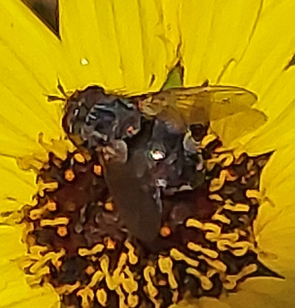 Bot Flies, Blow Flies, and Allies from 8857 Katherine Avenue on March ...