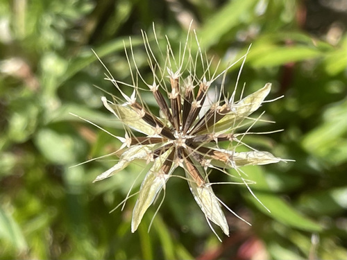 Microseris douglasii ssp. tenella