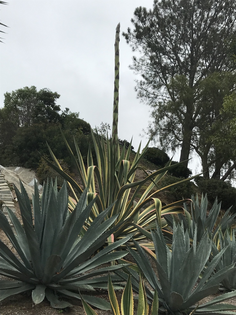 American century plant from 1101–1119 Camino Copete, San Diego, CA, US ...