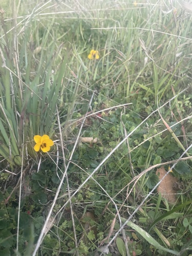 iNaturalist observation photo of California Golden Violet
