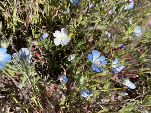 iNaturalist observation photo of Menzies' baby blue eyes