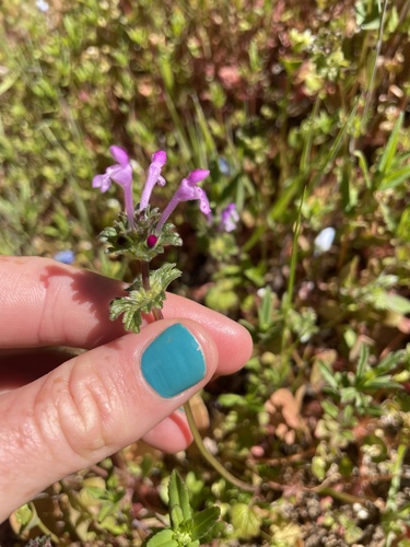 iNaturalist observation photo of henbit deadnettle