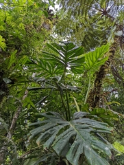 Philodendron findens image
