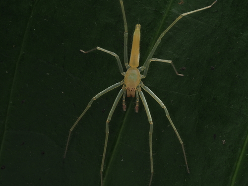 Matidia virens