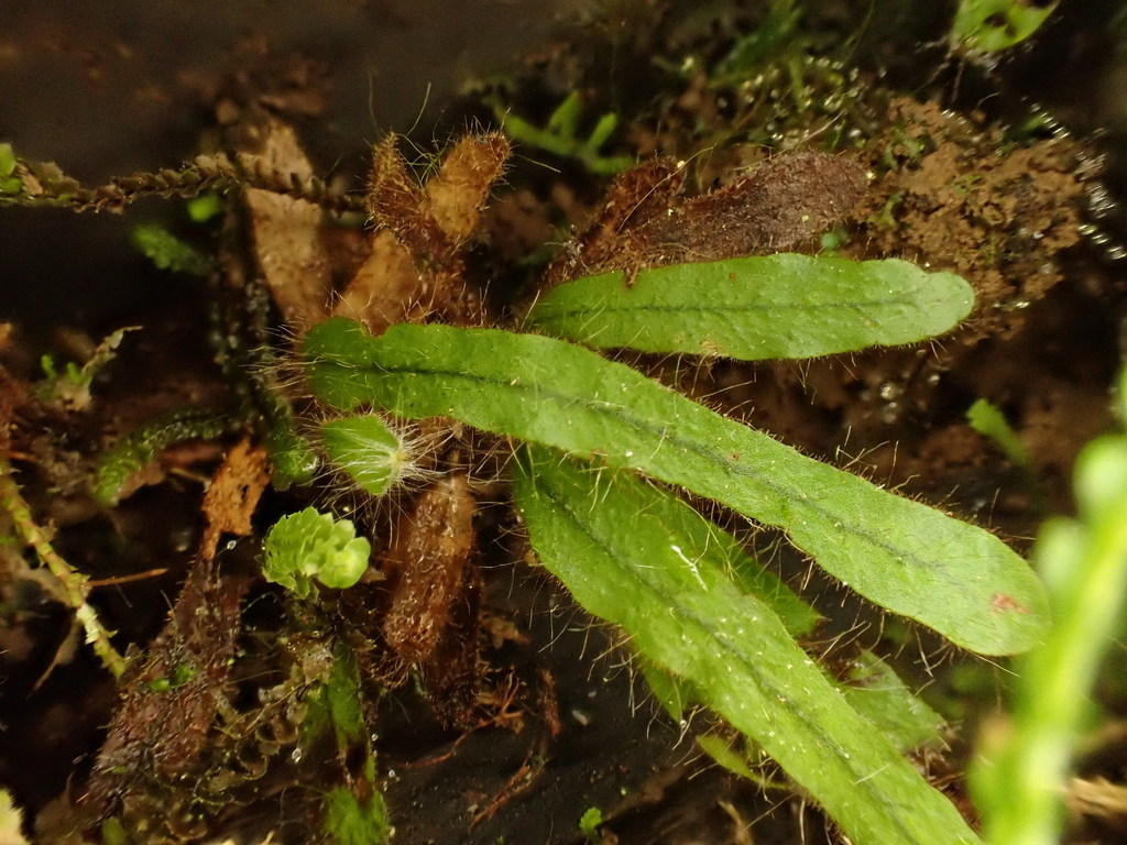 Oreogrammitis beddomeana (Oreogrammitis beddomeana)