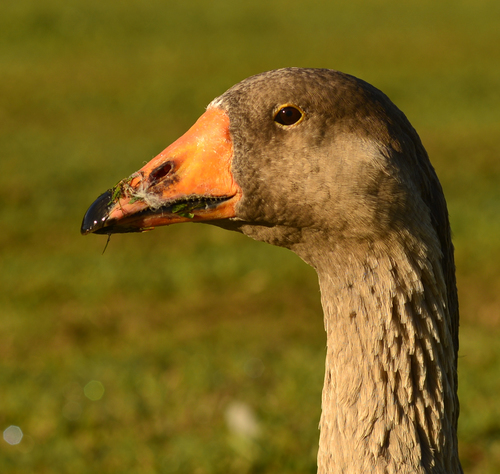 Greylag × Swan Goose