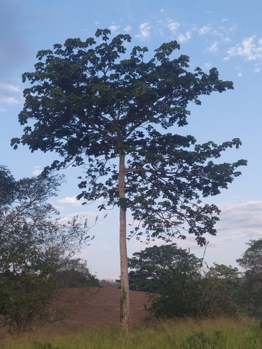 Sterculia apetala - Leaves