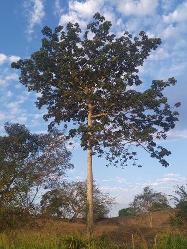 Sterculia apetala - Whole tree