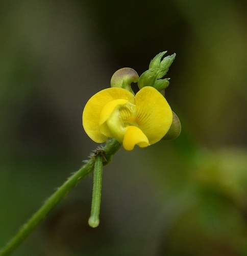 African gram (Vigna trilobata)