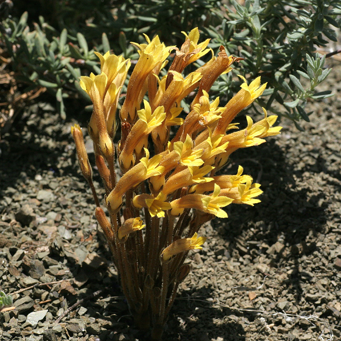 Franciscan broomrape