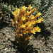 Yellow Clustered Broomrape - Photo (c) NatureShutterbug, all rights reserved, uploaded by NatureShutterbug