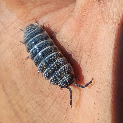 Saharan Sandlouse