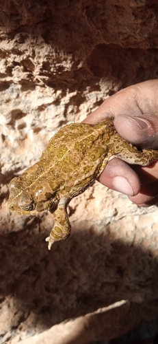 African Green Toad