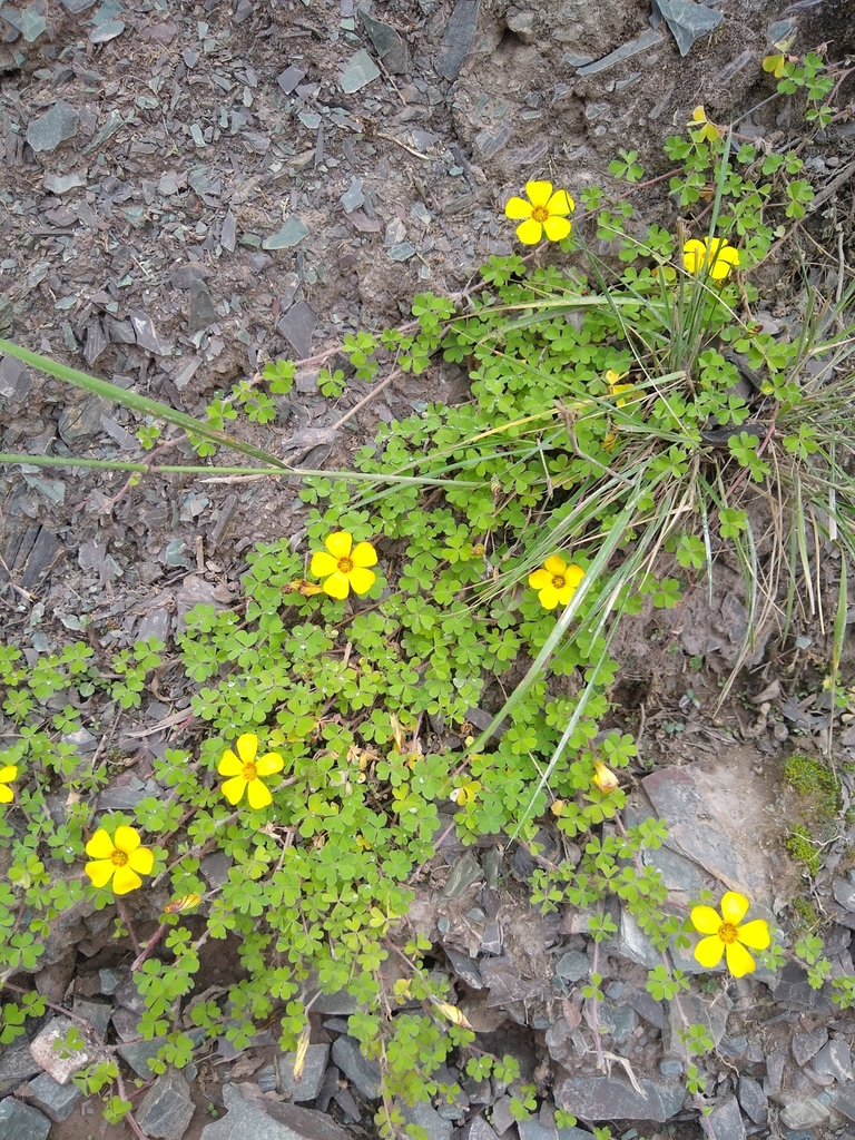 palmate-leaved Oxalis from Chicoana, AR-SA, AR on March 09, 2022 at 12: ...