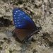 Great Blue Mime Swallowtail - Photo (c) Kristian, all rights reserved, uploaded by Kristian