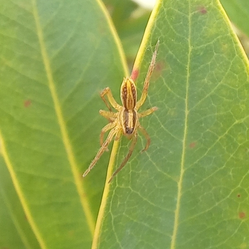 Venatrix furcillata