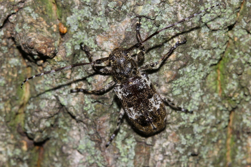 Mesosa hirsuta Bates, 1884