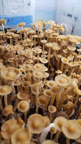 Psilocybe subtropicalis